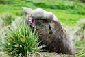 Elephant Seal.20081112_3744